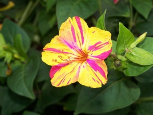 four o'clock flower-Mirabilis jalapa