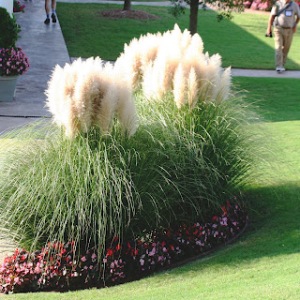 pampas-grass